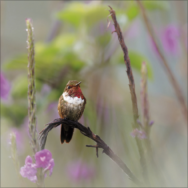 Weitere Ansicht: Moments in Nature 2027