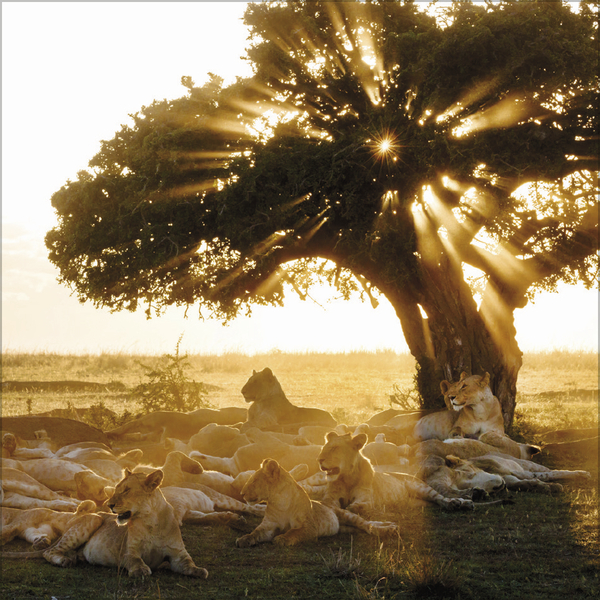 Weitere Ansicht: Moments in Nature 2027