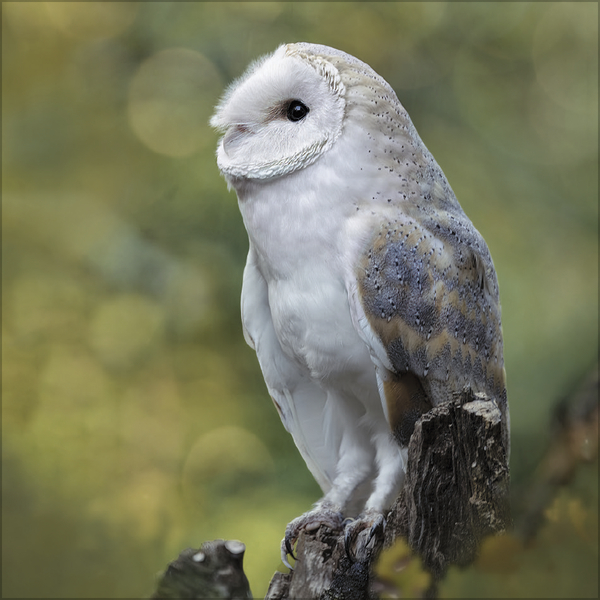 Weitere Ansicht: Moments in Nature 2027
