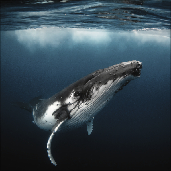 Weitere Ansicht: Moments in Nature 2027