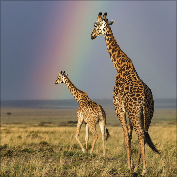 Weitere Ansicht: Moments in Nature 2027