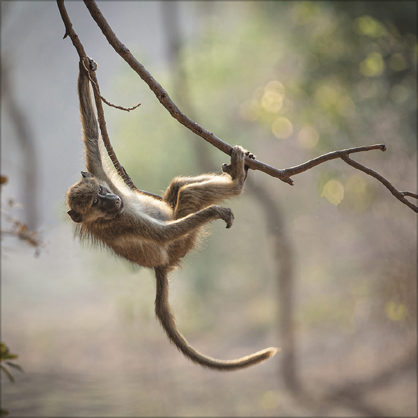 Weitere Ansicht: Moments in Nature 2027