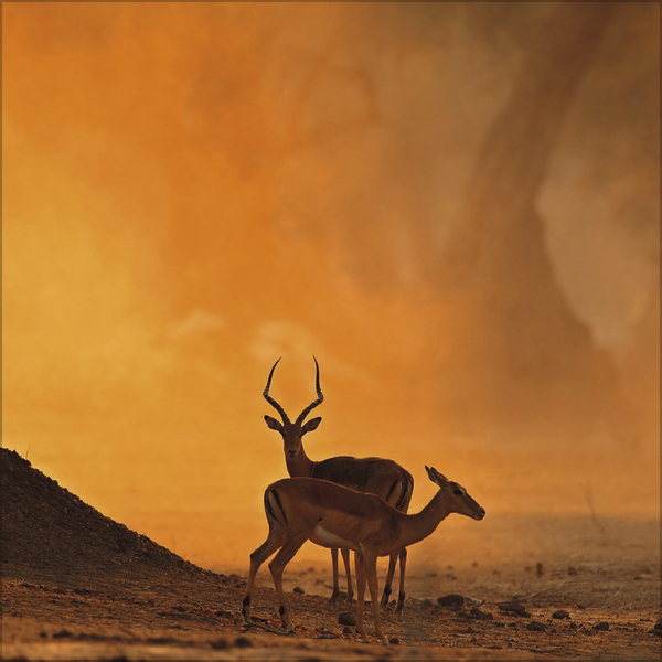 Weitere Ansicht: Moments in Nature 2027