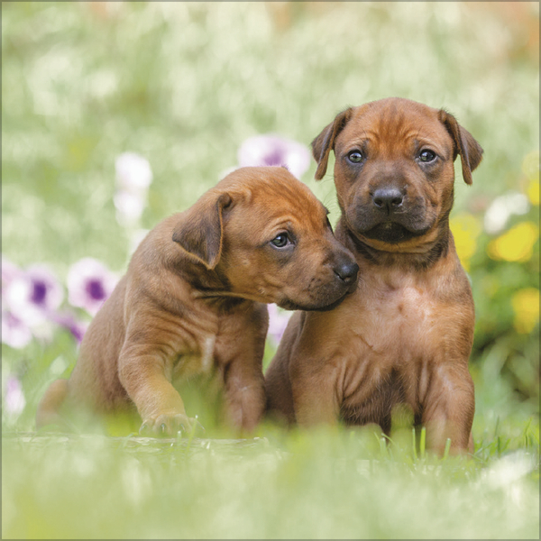 Weitere Ansicht: Dogs 2027