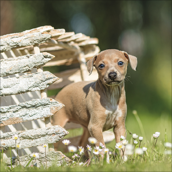 Weitere Ansicht: Dogs 2027