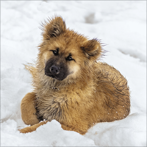 Weitere Ansicht: Dogs 2027