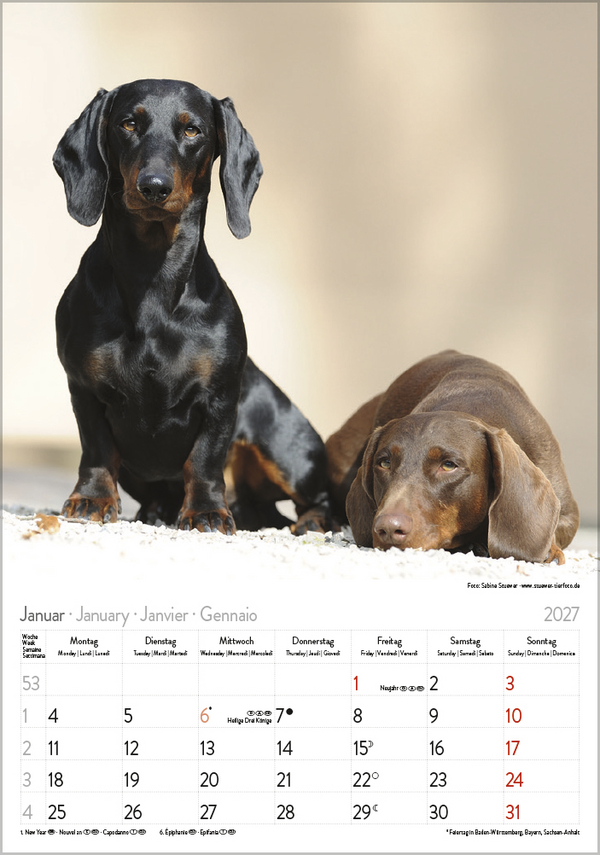 Weitere Ansicht: Dackel 2027