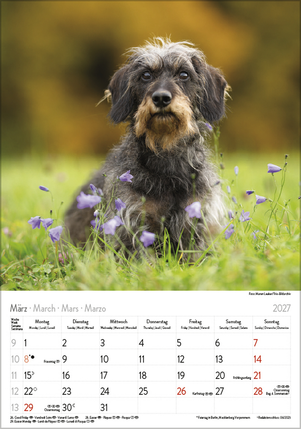 Weitere Ansicht: Dackel 2027