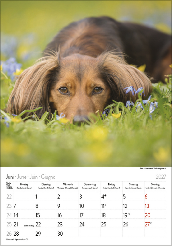 Weitere Ansicht: Dackel 2027