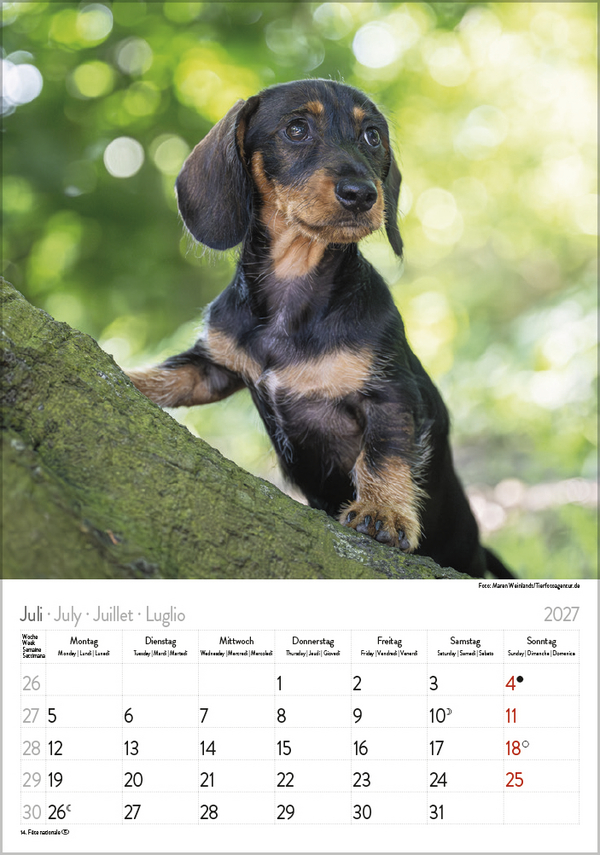 Weitere Ansicht: Dackel 2027