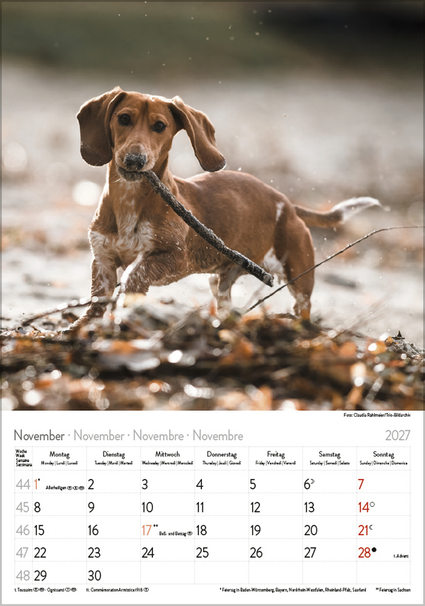 Weitere Ansicht: Dackel 2027