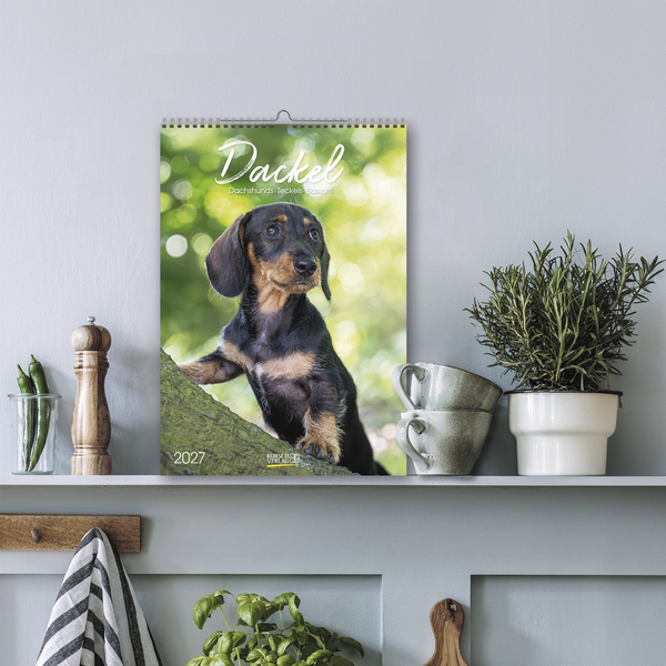 Weitere Ansicht: Dackel 2027