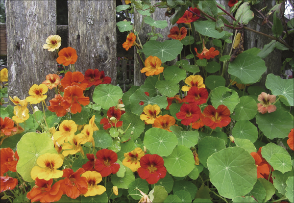 Weitere Ansicht: Kräuter und Gewürze 2027