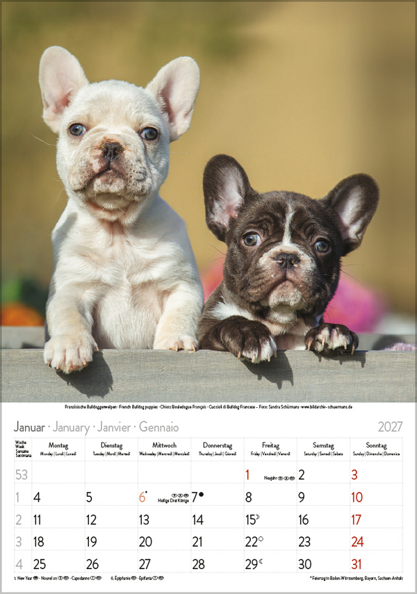 Weitere Ansicht: Hunde 2027