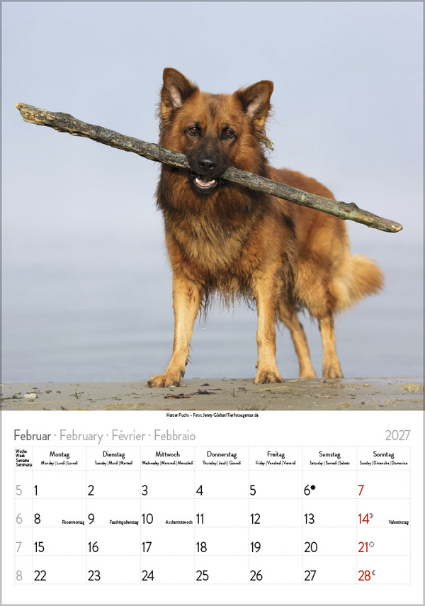 Weitere Ansicht: Hunde 2027