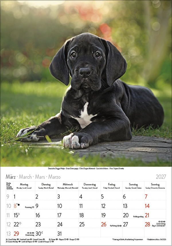 Weitere Ansicht: Hunde 2027