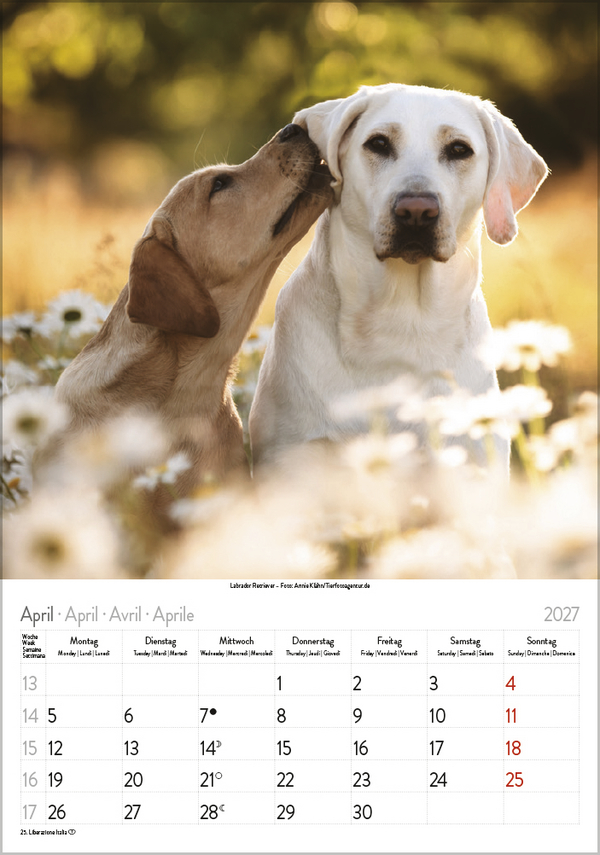 Weitere Ansicht: Hunde 2027