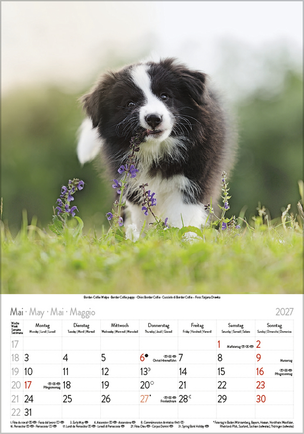 Weitere Ansicht: Hunde 2027