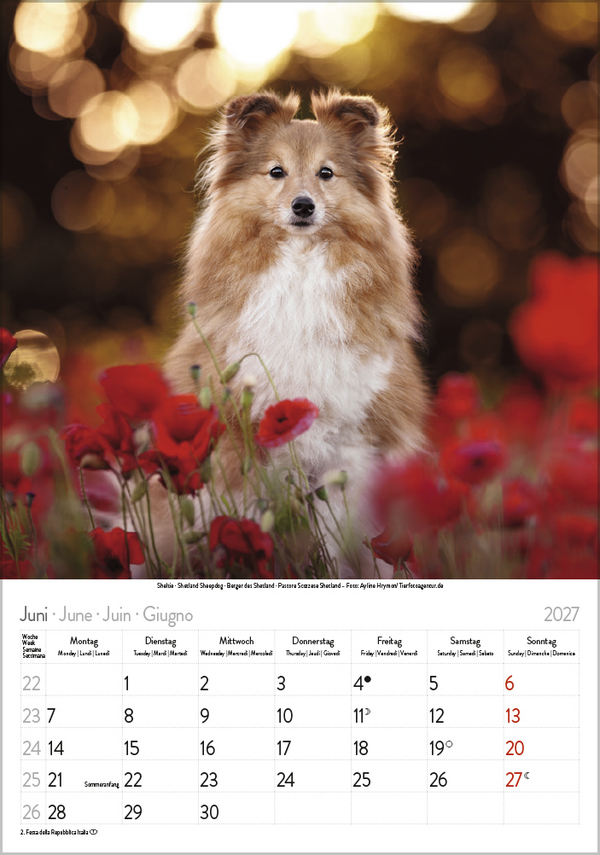 Weitere Ansicht: Hunde 2027