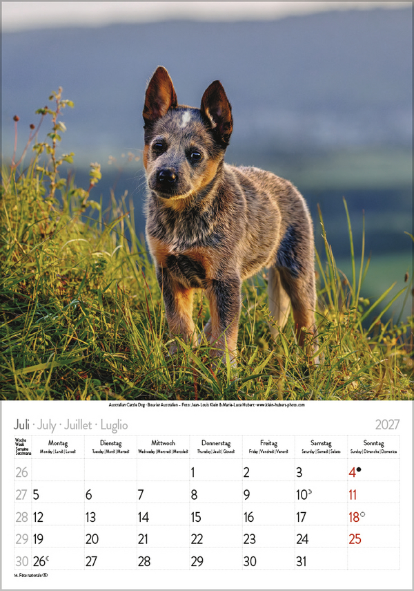 Weitere Ansicht: Hunde 2027