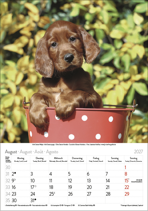 Weitere Ansicht: Hunde 2027