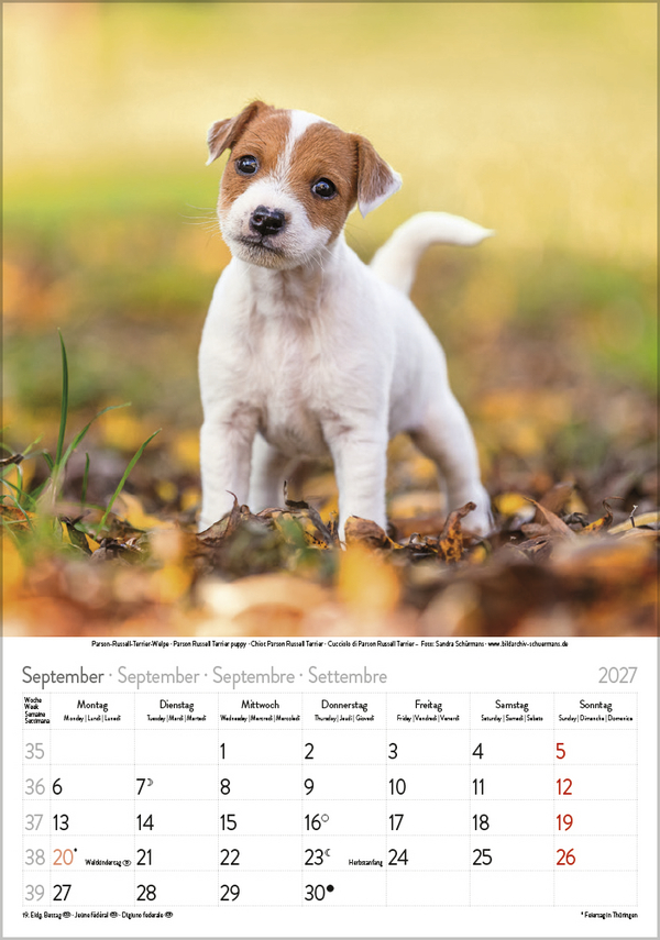 Weitere Ansicht: Hunde 2027