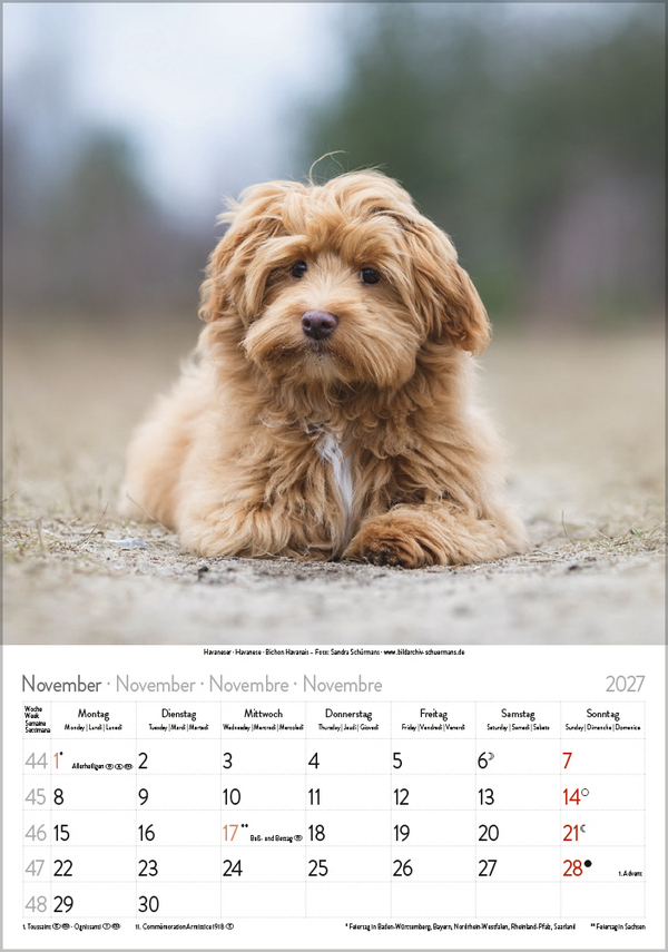 Weitere Ansicht: Hunde 2027