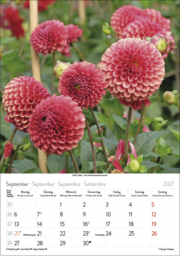 Weitere Ansicht: Blütenzauber 2027