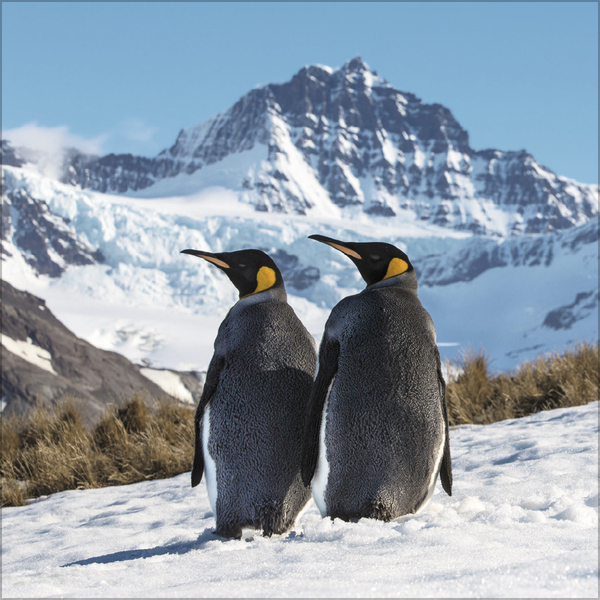 Weitere Ansicht: Pinguine 2027