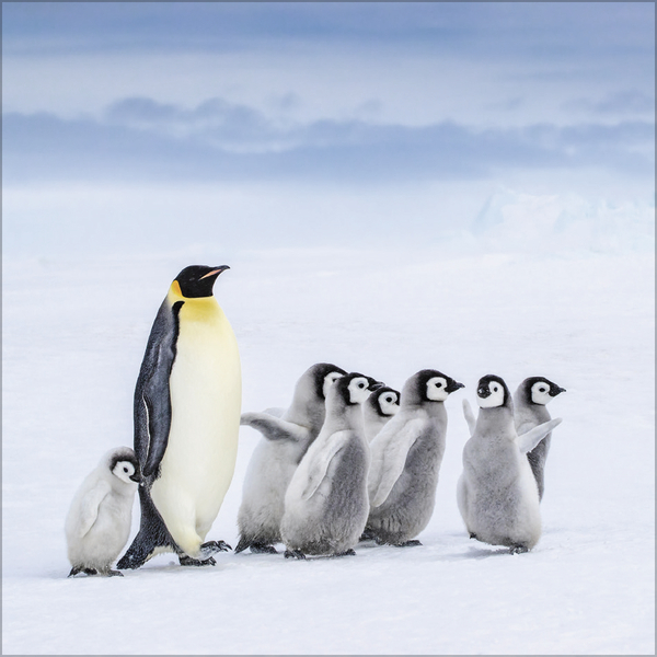 Weitere Ansicht: Pinguine 2027
