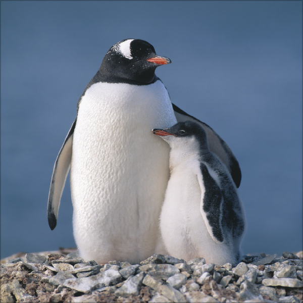 Weitere Ansicht: Pinguine 2027
