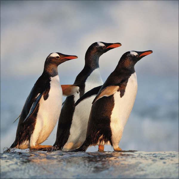 Weitere Ansicht: Pinguine 2027
