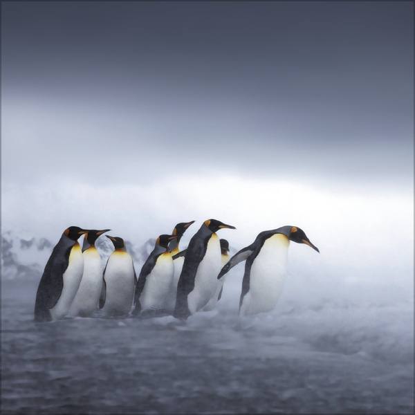 Weitere Ansicht: Pinguine 2027