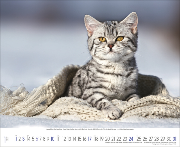 Weitere Ansicht: Samtpfoten 2027