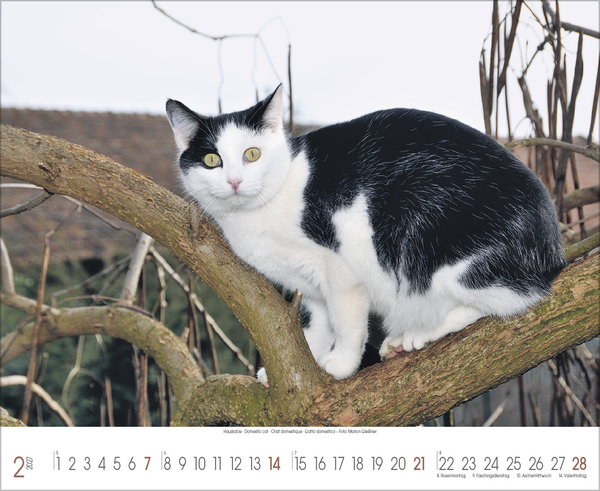 Weitere Ansicht: Samtpfoten 2027