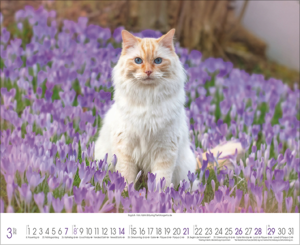 Weitere Ansicht: Samtpfoten 2027