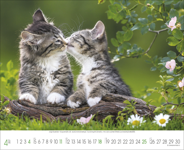 Weitere Ansicht: Samtpfoten 2027