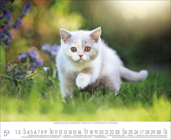 Weitere Ansicht: Samtpfoten 2027