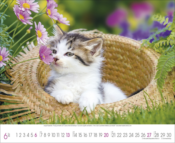 Weitere Ansicht: Samtpfoten 2027