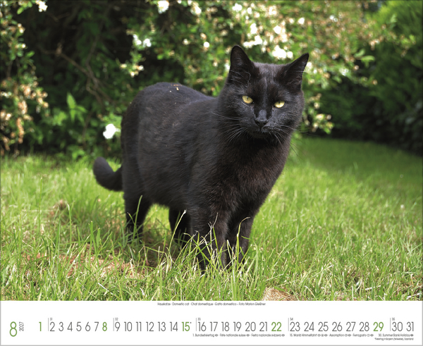 Weitere Ansicht: Samtpfoten 2027