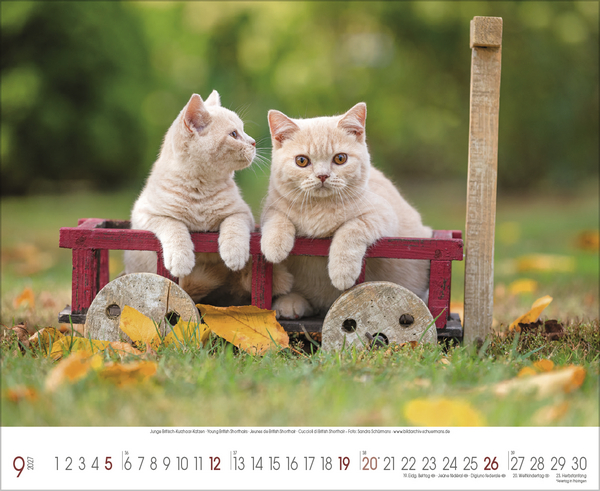 Weitere Ansicht: Samtpfoten 2027