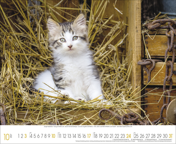 Weitere Ansicht: Samtpfoten 2027