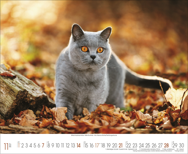 Weitere Ansicht: Samtpfoten 2027