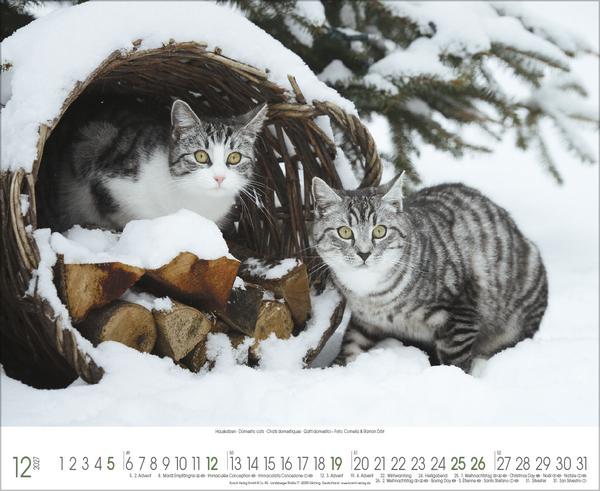 Weitere Ansicht: Samtpfoten 2027