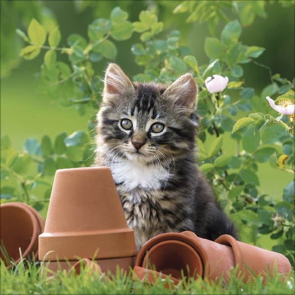 Weitere Ansicht: Cats 2027