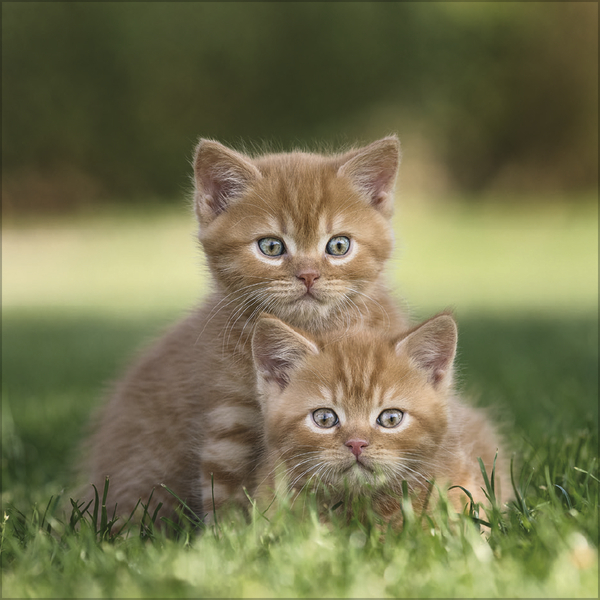 Weitere Ansicht: Cats 2027