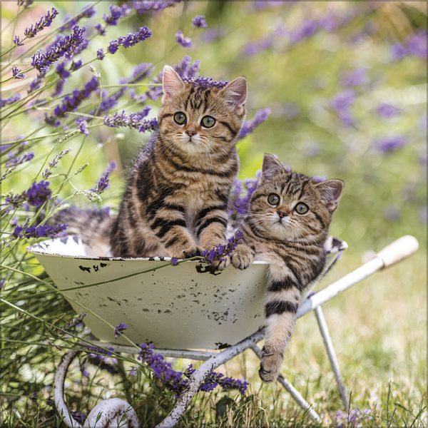 Weitere Ansicht: Cats 2027