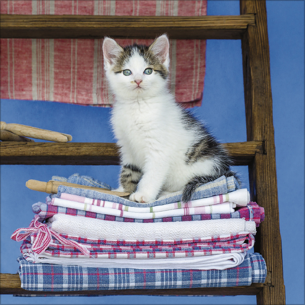 Weitere Ansicht: Cats 2027