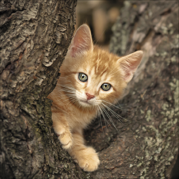 Weitere Ansicht: Cats 2027