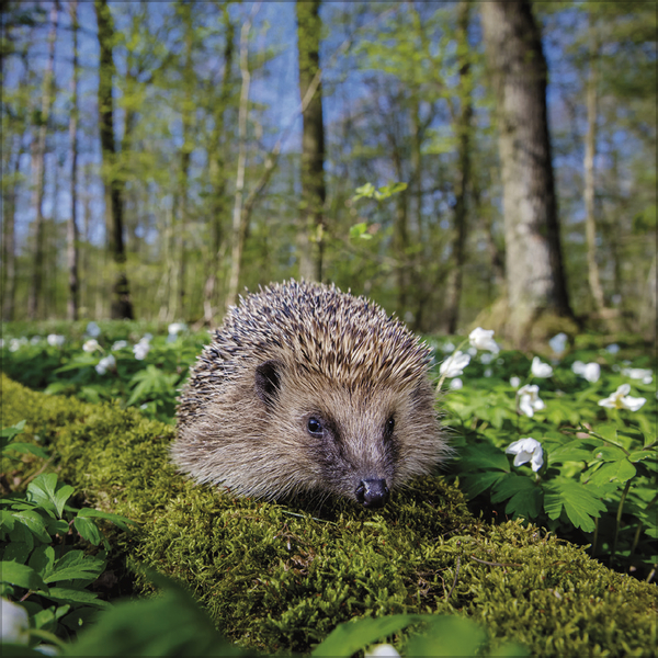 Weitere Ansicht: Igel 2027